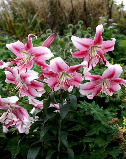 Lilium O.T. 'Anastasia'